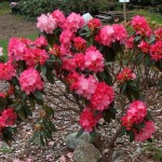  Rhododendron